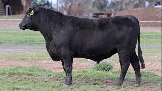 Lot 25 BHR22T270 Dunoon Spring Bull Sale 2024 [upl. by Leora]