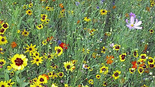 How To Plant A Wildflower Meadow Part II [upl. by Arreit]