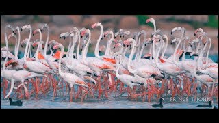 Flamingo birds in Ameenpur Lake Hyderabad [upl. by Sokcin]