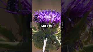 Flower of Scotland – Die Geschichte der schottischen Distel [upl. by Azitram]