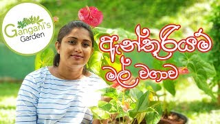 නිවැරදිව ඇන්තුරියම් වවමු  How to grow Anthurium [upl. by Llertnahs]