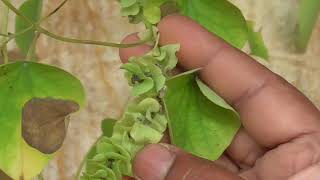 Medicinal Plants Documentary PATHA Cissampelos pareira L [upl. by Sumaes]