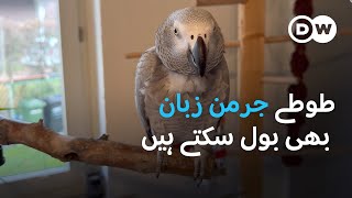 طوطے انسانی زبان کیسے بول سکتے ہیں؟ DW Urdu Why Do Parrots Talk [upl. by Silyhp]