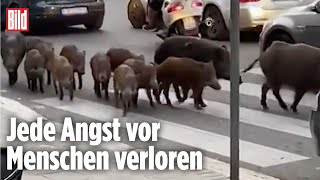 Rom Wildschweine laufen durch die Innenstadt [upl. by Aradnahc926]