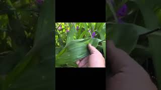 Công dụng của cây Bạch cập Bletilla striata [upl. by Bev414]