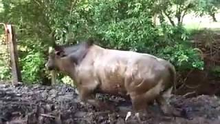 Pelea de Toros  Rancho Copal de Macho Carballo [upl. by Rowley523]