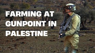 How Israel is Destroying Palestinian Farms [upl. by Reidid494]