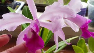 Cattleya Intermedia x L Purpurata and Cattleya Intermedia var acquinii in bloom [upl. by Bysshe262]