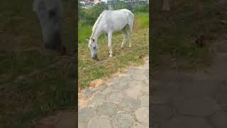 Cavalo comendo capim Verde [upl. by Weig]