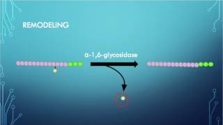 Metabolic Pathway Video Glycogen Synthesis and Breakdown [upl. by Wilcox]