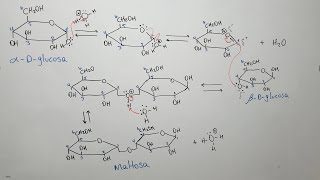 Formación de la Maltosa y la Lactosa  Mecanismo de Reacción [upl. by Essenaj]