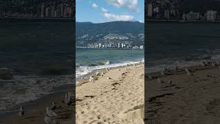 Beach waves and seagulls [upl. by Trauner457]