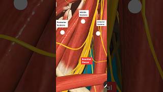 How Scalenes muscles can create Radiating Pain in your Arm [upl. by Ahsennek]