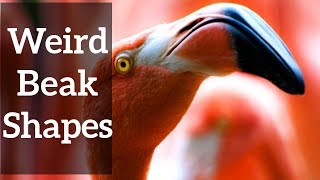 Weird Beak Shapes  And Why They Make Sense [upl. by Tichon]