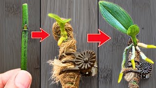 How to propagate orchids from flower branches faster than ever [upl. by Casimir410]