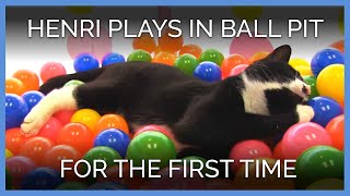 Rescued Cat Plays in Ball Pit For the First Time [upl. by Aisiat]