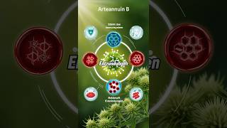 Arteannuin B🌱 Kennst du diesen Inhaltsstoff🤔artemisiaannua artemisinin arteannuinb [upl. by Gnihc]