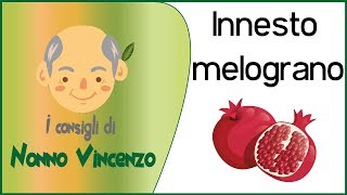 INNESTO MELOGRANO [upl. by Alol]