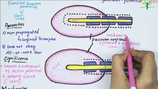 Receptor Potential  Easy Flowchart  mechanism of receptor potential [upl. by Adnarahs257]