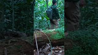 Explore hutan kalimantan exploreduniaalam [upl. by Sherard199]