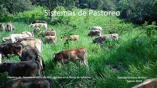 Sistema de Pastoreo [upl. by Geraint]