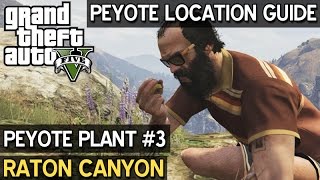 Peyote Location 3 • Raton Canyon • GTA 5 PC [upl. by Leterg]