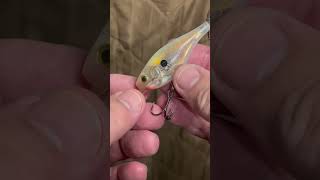 Rapala Glass Shad Rap 11 30 2024 jeffmcgovern pestcoach rapala [upl. by Jarrow]