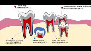 Tooth Eruption Theories and Phases Lecture [upl. by Gemini]