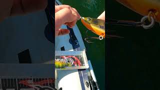 Torpedo Hecht 🐊🚀  fishing fish fishingvideo hecht hechtangeln boatfishing angeln [upl. by Robyn]