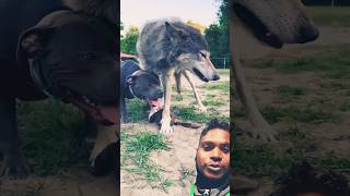 Dog vs Wolf between play game। Wolf।Dog short wolf [upl. by Auqinu]