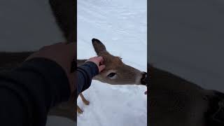 A heard of deer invaded my yard in the middle of a snowstorm animals deer edit touchingstory [upl. by Waddell]