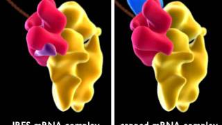 IRES  Internal RibosomeBinding Sequence [upl. by Adniroc]