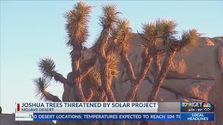 Joshua Trees threatened by solar project in Mojave [upl. by Ynned853]