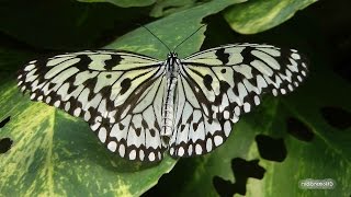 Le Papiliorama de Kerzers Visite Unique et fascinant pour toutes les générations [upl. by Reinert]