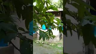 Guava  Psidium Guajavayoutubeshorts🥀🥰nature 😍 [upl. by Naujak297]