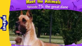 Meet the animals 75  the Great Dane  pets animals  little fox  animated stories for kids [upl. by Amikan]