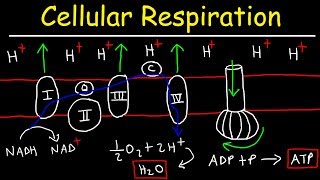 Cellular Respiration [upl. by Nafri]