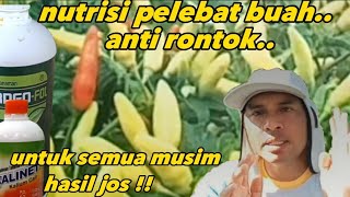 Nutrisi Pelebat Buah Cabe Di Segala Musim [upl. by Ralat]