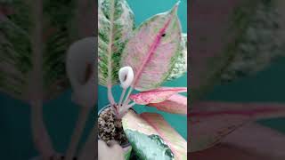 MUTATED DANICA AGLAONEMA donayb plants plantlover aglaonema [upl. by Kaazi921]