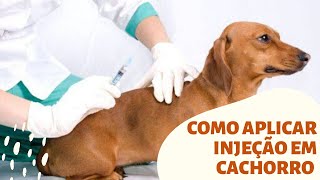 Como Aplicar Injeção Em Cachorro Melhores Tecnicas Passo a Passo [upl. by Efthim560]