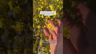 Rare Wildflower Superbloom  How Fresh Water Creates Habitat For Endangered Species [upl. by Annaili]