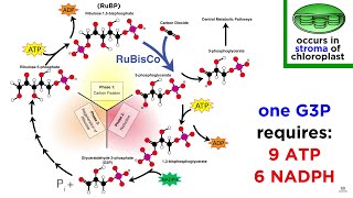 Photosynthesis Light Reactions and the Calvin Cycle [upl. by Aehcsrop84]