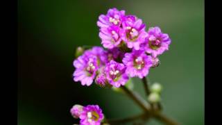 Tokina 100mm f28 macro [upl. by Consuela730]