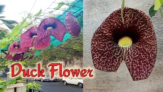 Aristolochia grandiflora the pelican flower Duck Flower [upl. by Mrots]