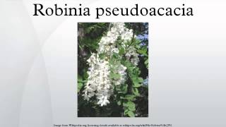 Robinia pseudoacacia [upl. by Uttica]