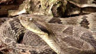 Bothrops jararaca VI [upl. by Hampton]