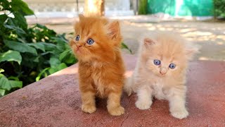 Rescue poor kittens who lost all hopes to see their mama again [upl. by Prinz285]