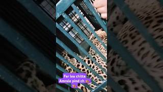 🐅Far lea chitta guys Amrale pind ch 🐅viralviralvideo viralchiitaautomobileviralshorts [upl. by Lars]