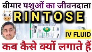 Rintose IV Fluid Rintose saline uses cattleपशुओँ को Rintose IV Fluid कब कैसे कितना और किसके साथ लगा [upl. by Nob]