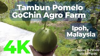 4K Tambun Pomelo GoChin Agro Farm  Ipoh Malaysia  Walking Tour  Relaxing Music [upl. by Aloiv223]